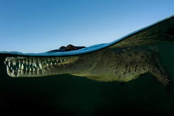 Shoot-out In Anilao 5 Crocodile