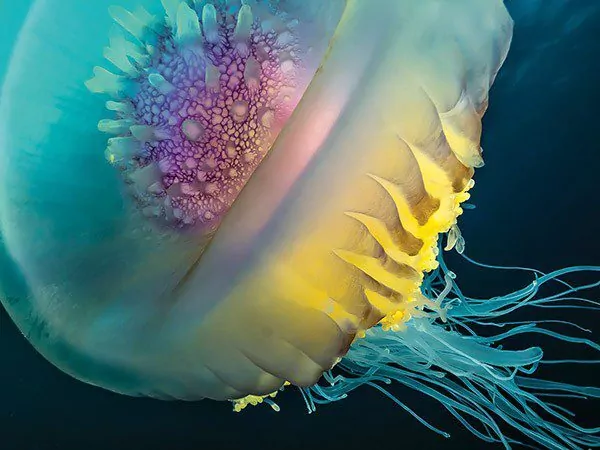 Shoot-out In Anilao 6 Jellyfish