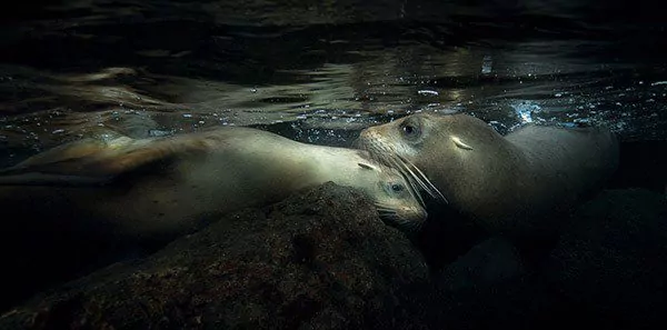 Shoot-out In Anilao 1 Sealions