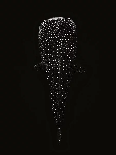Shoot-out In Anilao 2 Whaleshark