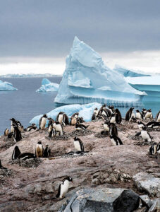 0518 Antarktis gentoo pingviner