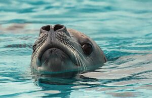 0518 antarctica weddel seal