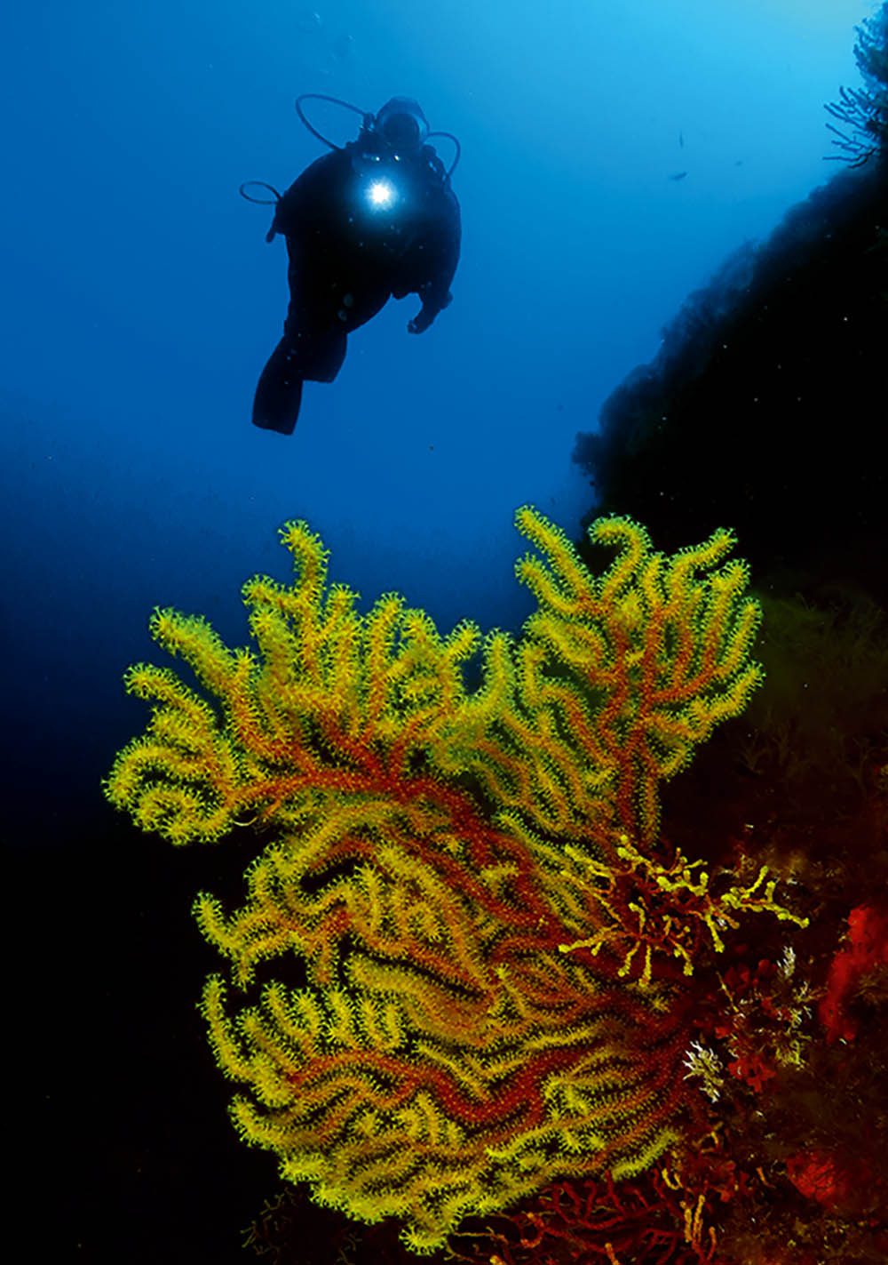 Brilliantly coloured seafans.
