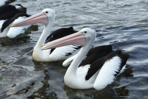 0518 nsw pelican