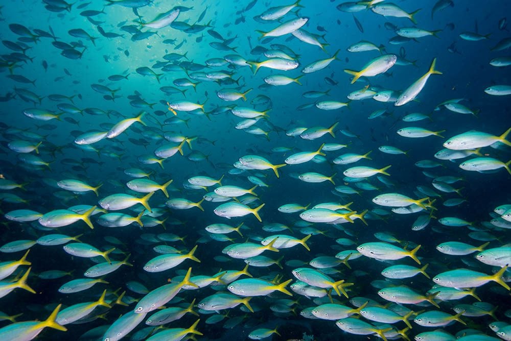 Hallaniyats – An Archipelago Less Travelled 1 Lunar fusiliers at Fish Highway – this species has a yellow tail only in this region.