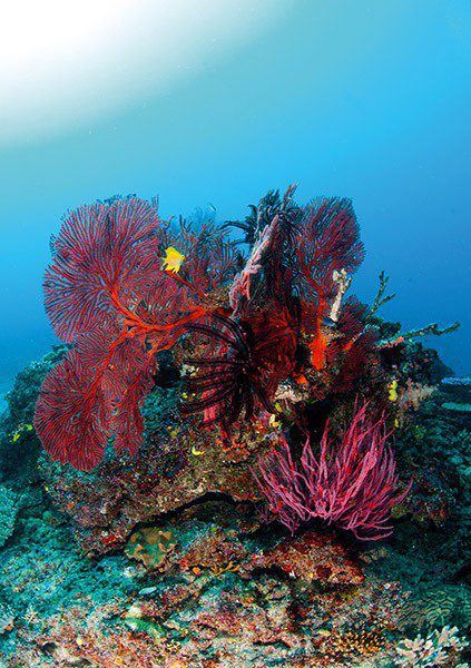 Coral Sensitive