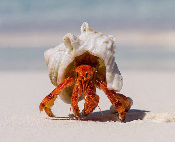 Bojangles Crab