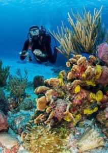 Mexico cozumel diver over the reef