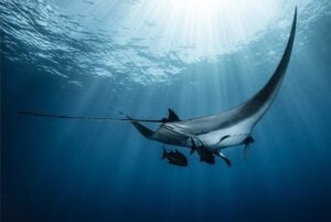 Mexico socorro manta