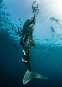 Vertical shot of a whale shark suction-feeding on tuna spawn off Isla Mujeres, near Cancun in Mexico.
