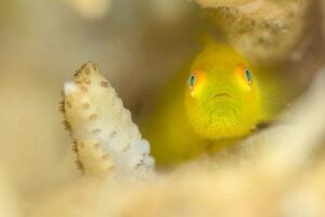 Yellow Hairy Goby. Philippines