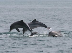 Boto couple and baby reduced