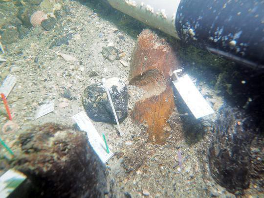 Diver’s jawbone find sparked archaeological breakthrough