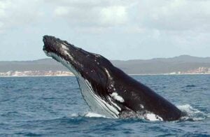 Humpback