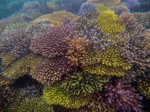 Super Corals