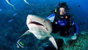 Shark rodeo web
