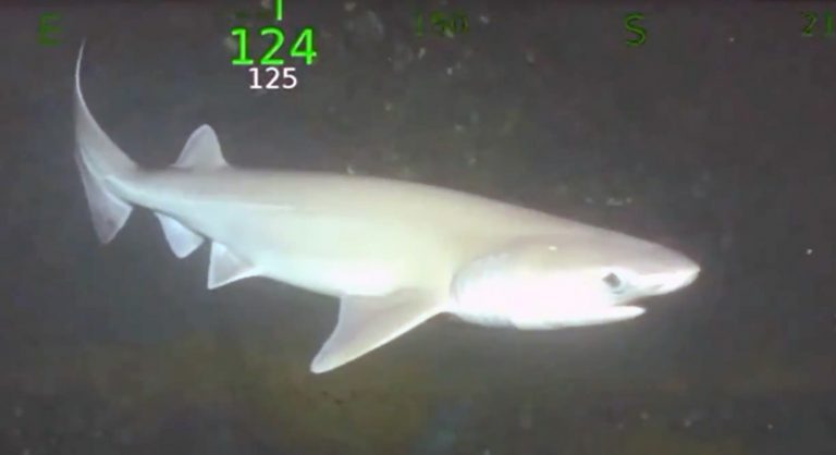 A bluntnose six-gill shark has been seen and filmed for the first time in the Philippines.