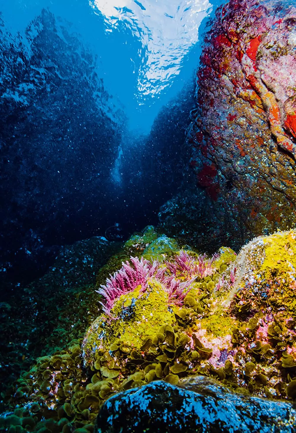 0618 губки из водорослей el hierro