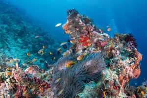 0618 maldives anemonefish