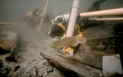 0618 mary rose divers sépie