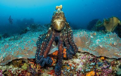0618 raja ampat blue octopus