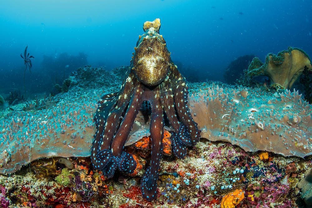 Big blue octopus searching for prey.