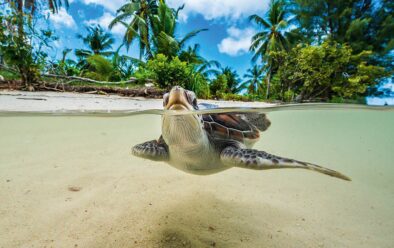 0618 raja ampat green turtle