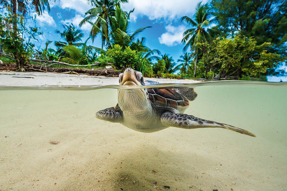 Green turtle.