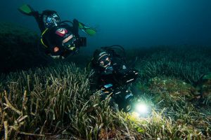 Diving in the Posidonia seagrass beds.