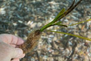 03 18 formentera seagrass plant