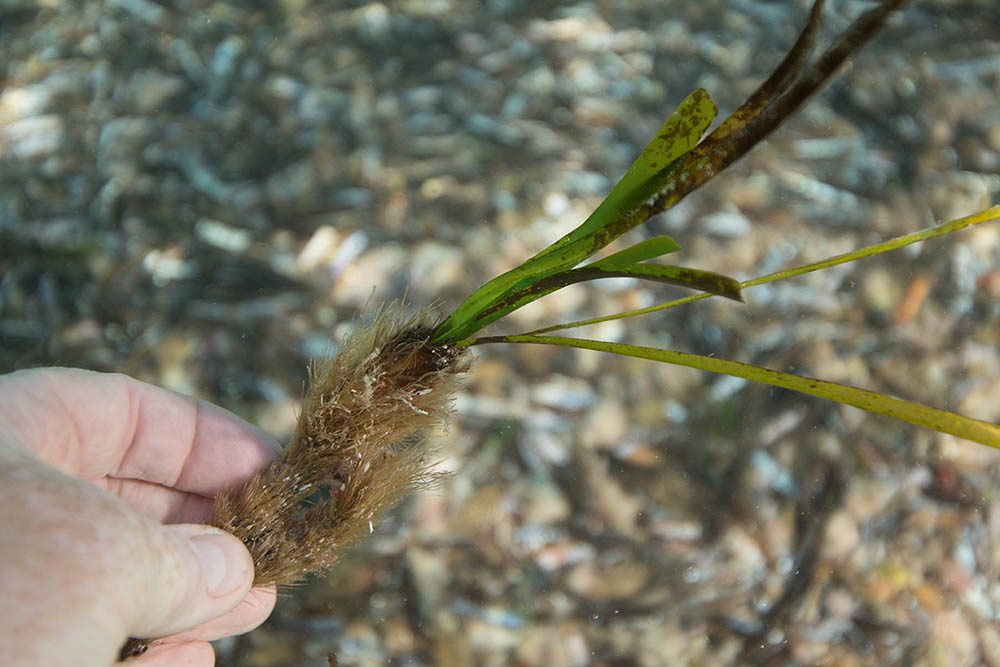 Seagrass plant