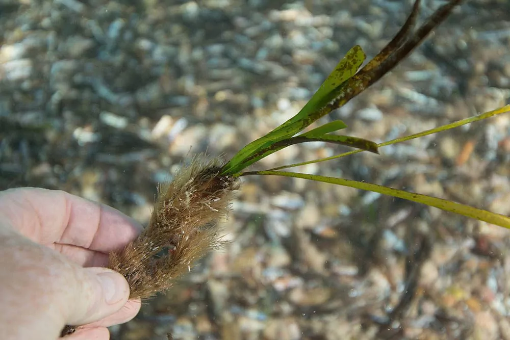 Halaman ng seagrass