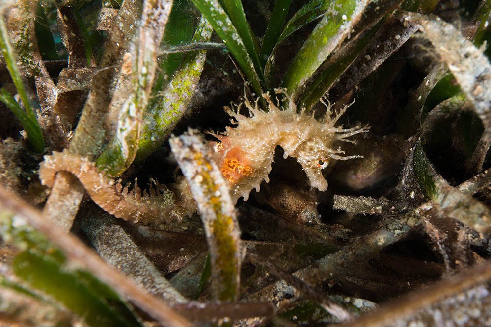 A seahorse spotted among the seagrass blades.