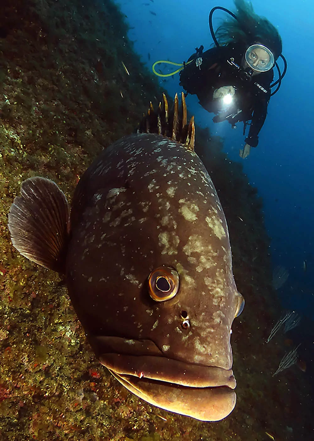 0518 costa brava grouper