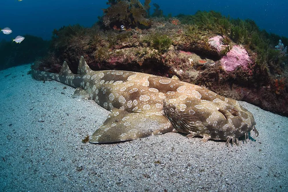 0518 NSW Wobbegongs