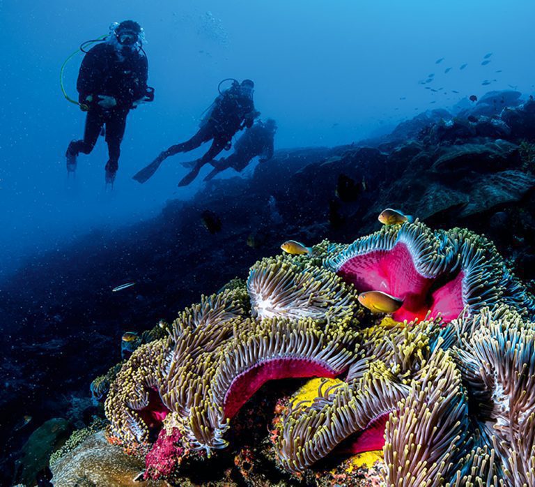 Divers silhouetted behind a large colony of magnificent anemones at the Sam’s Ultimate site.