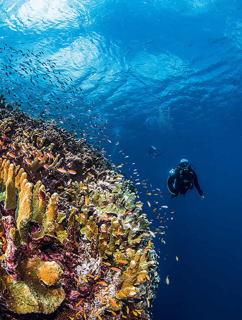 A diver along the reef wall at Magnificent City.
