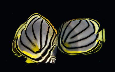 0718 astove myers butterflyfish