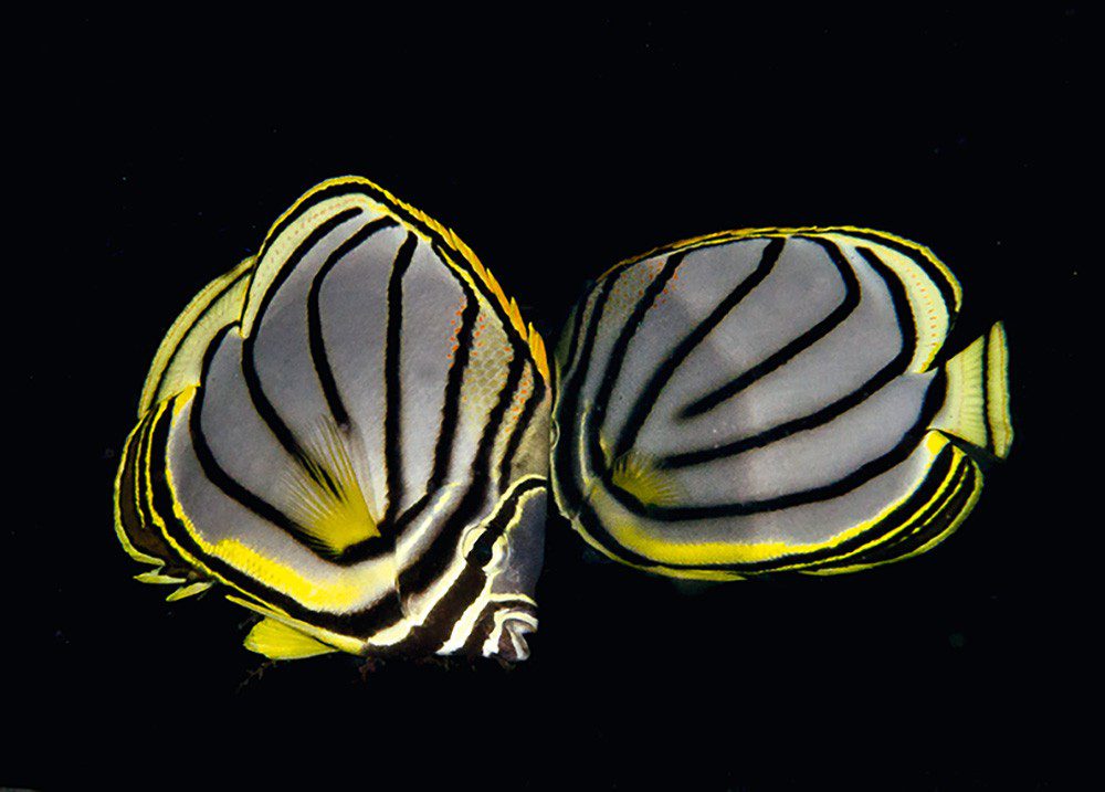 A pair of elegant Myer's butterflyfish at the Mouth.