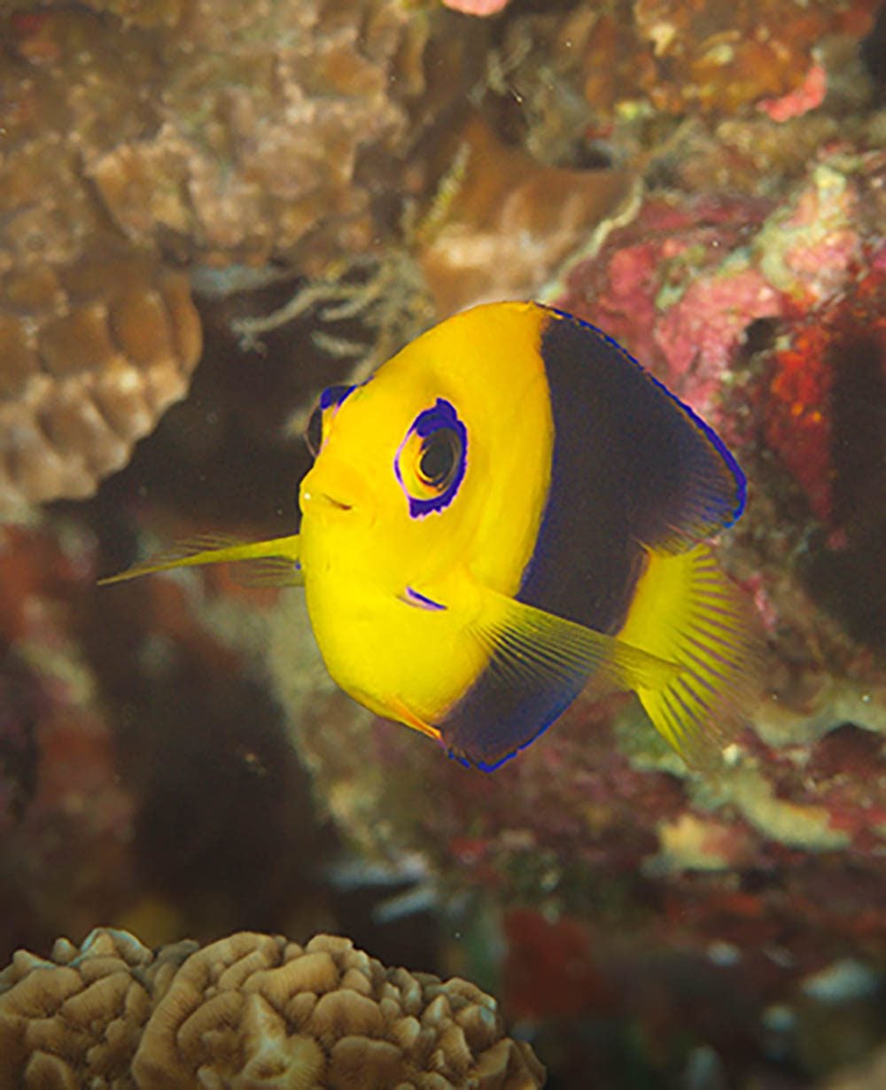 Endemic angelfish at Coconut Point.