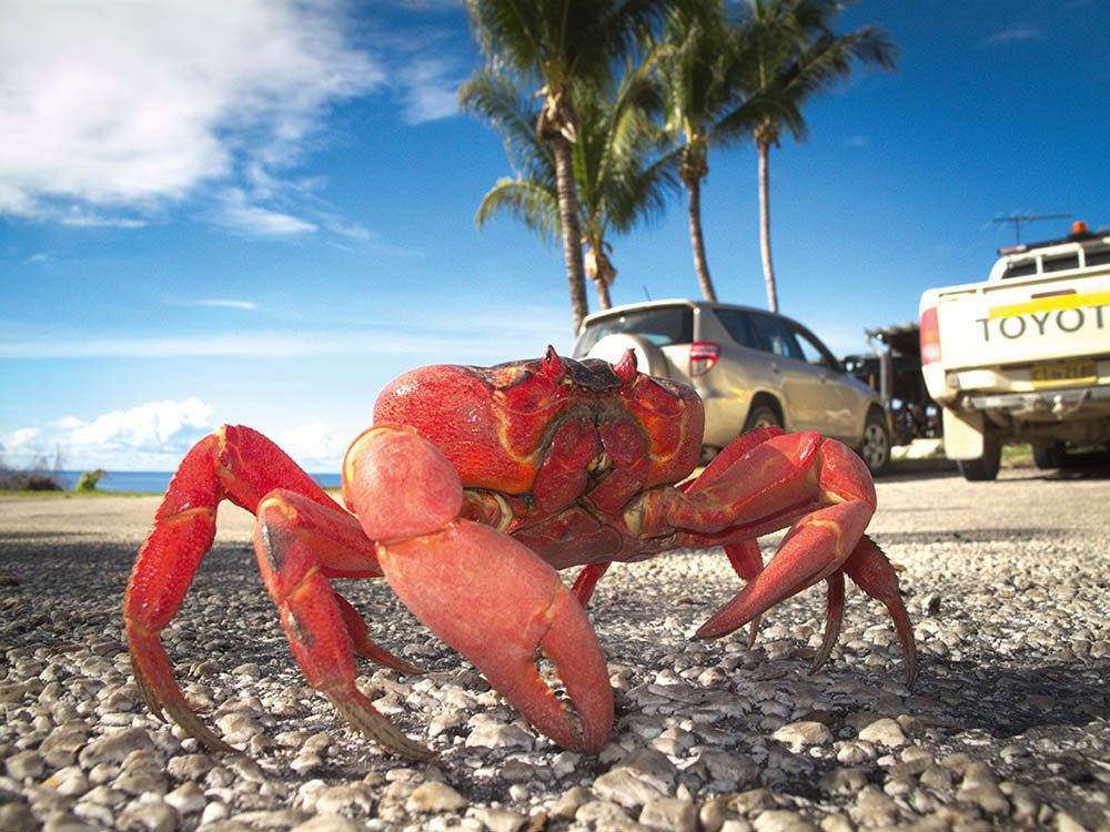 0718 crabe rouge de Noël