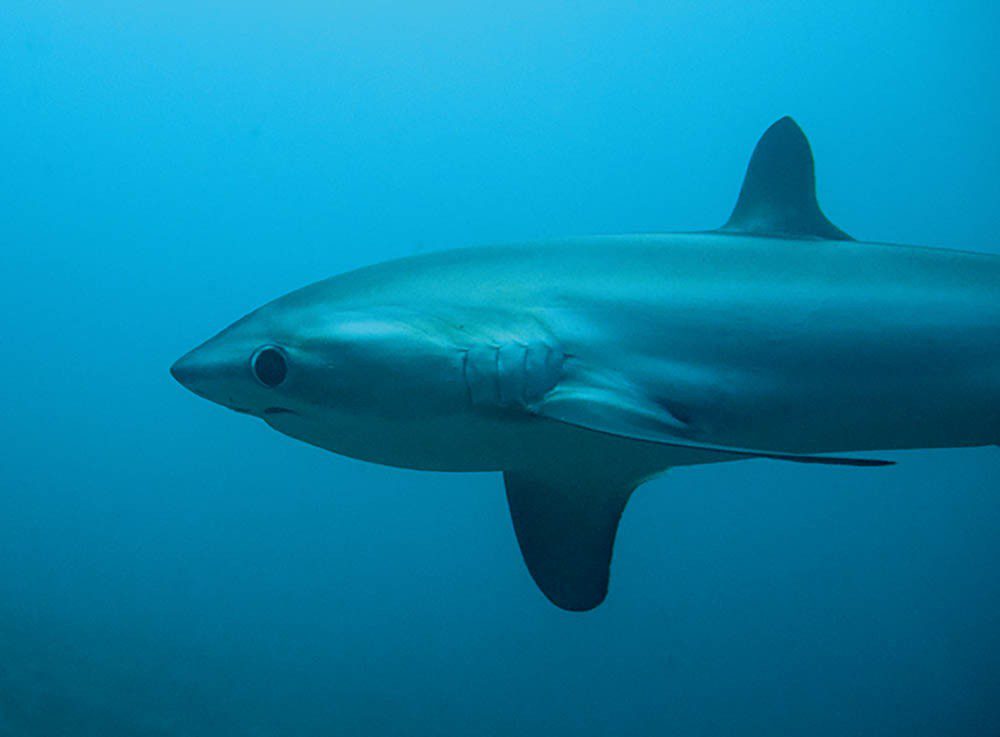  Cute White Shark with Diving Lunch Bag Leather Lunch