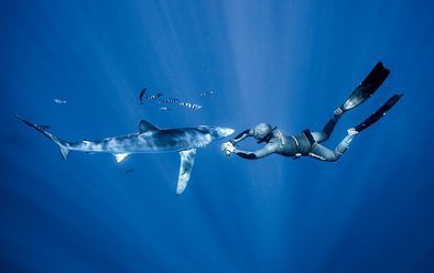 0818 mueller freediver shark