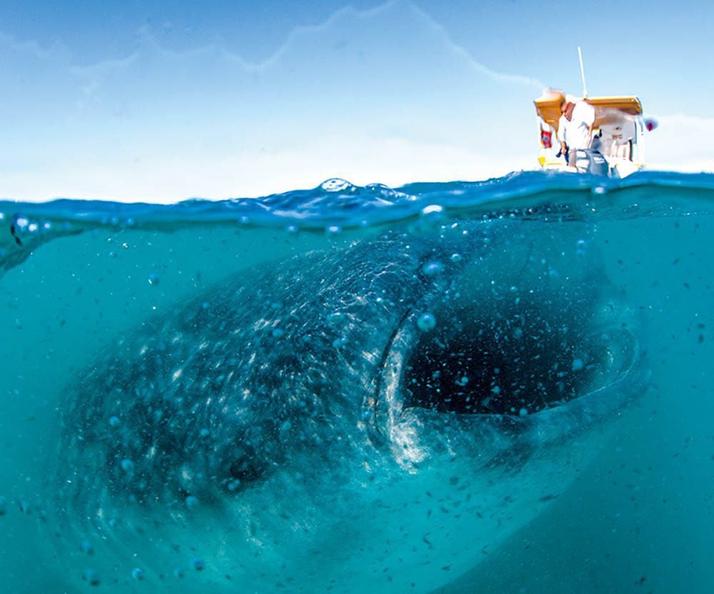Whale shark in Mexico.