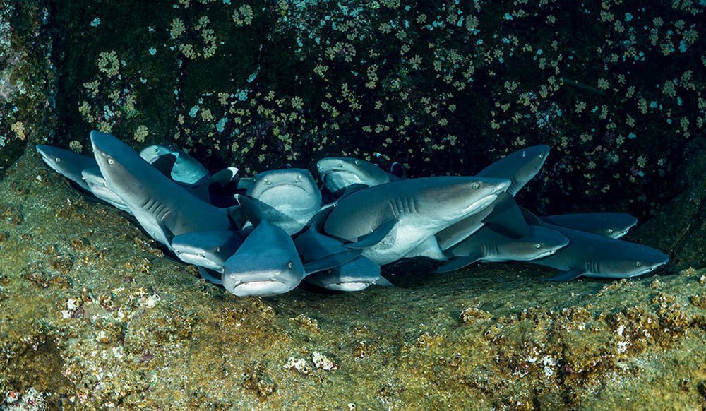 Letting sleeping sharks lie.