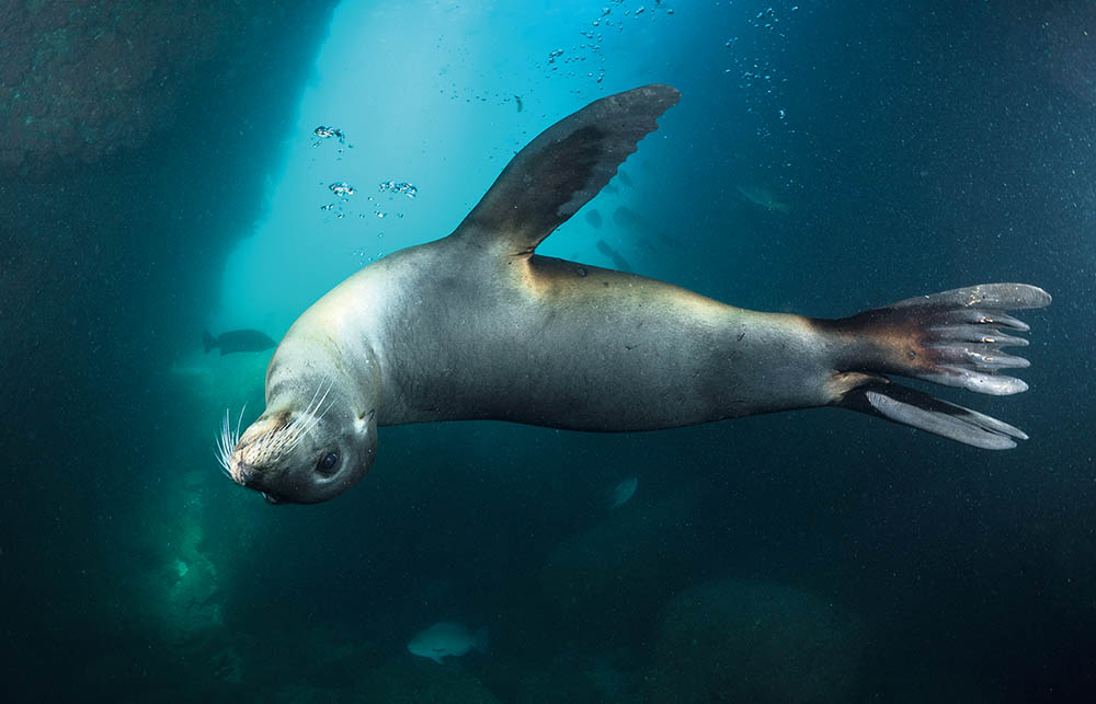 A sea-lion goes into its act.