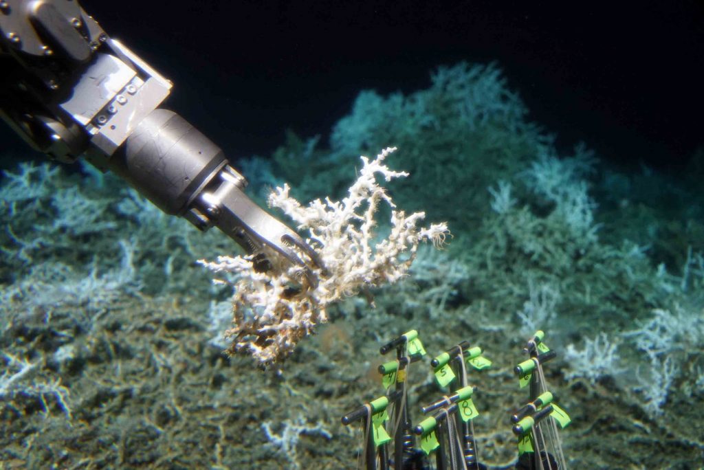 The submersible Alvin collects Desmophyllum pertusum samples during an early dive on the Blake Peninsula reef (Woods Hole Oceanographic Institution)