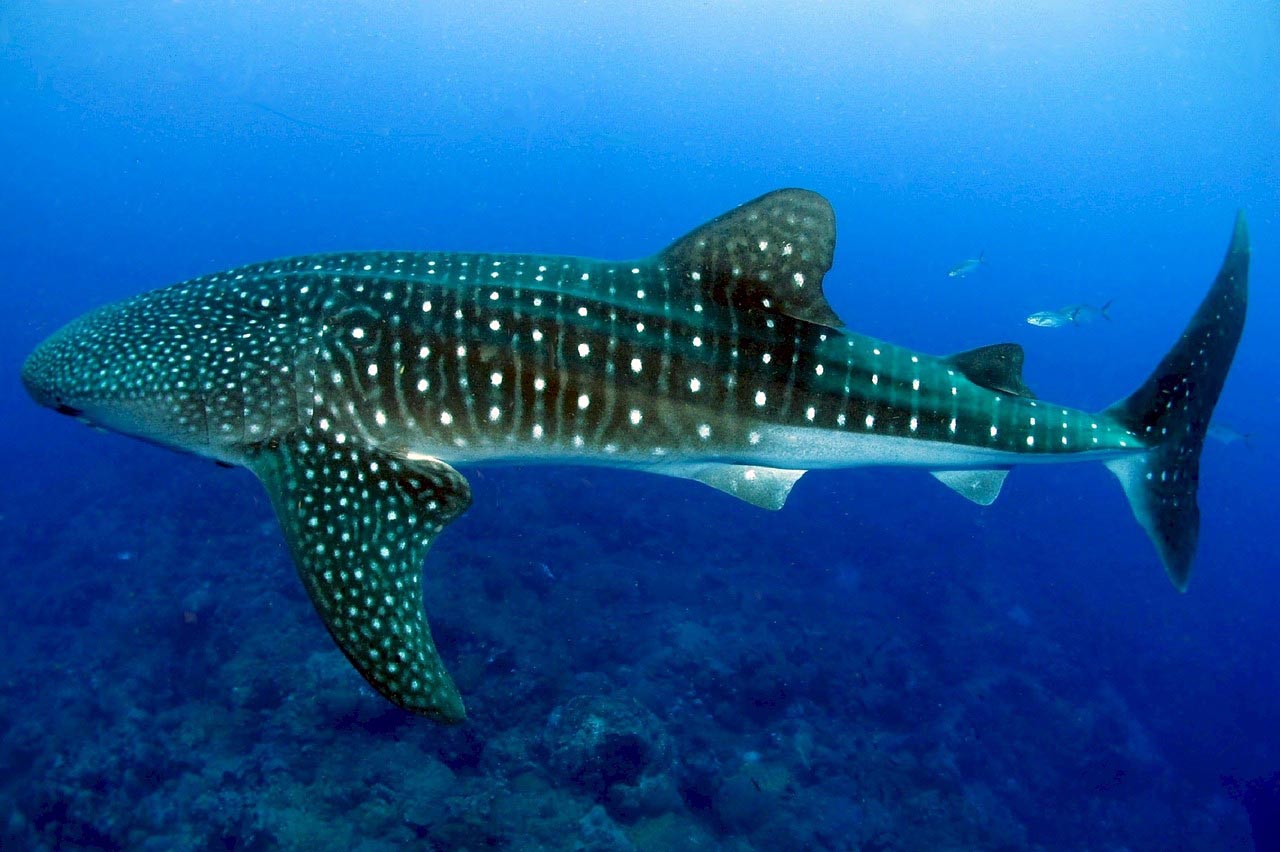 Whale Shark 3333