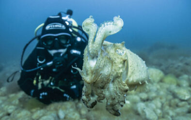 0918 chesil cuttlefish