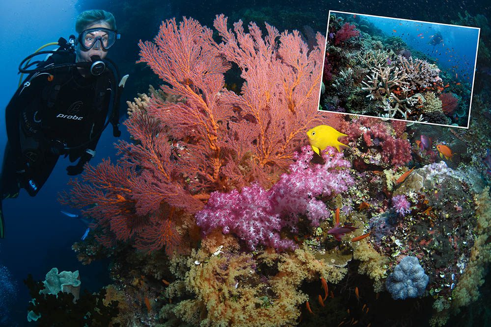0918 斐濟珊瑚礁